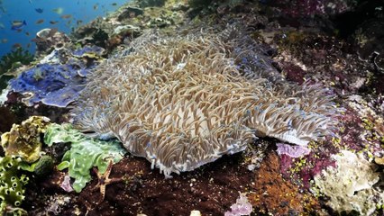 Bureau Veritas - VIDEO 03_Biodiversity ES