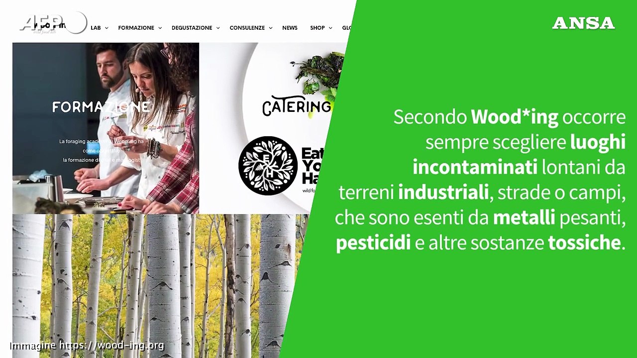 Mangiare l’albero di Natale? L’abete rosso è commestibile e si usa anche in cucina