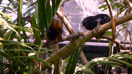 Meet Zoey and Cilantro, Adorable Monkeys That Are Taking the Internet By Storm