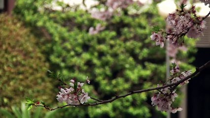 Trailer : Irezumi L’art Japonais du Tatouage