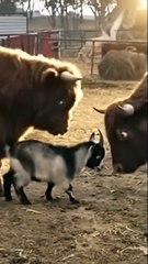 Small Goat vs Big Bull 🐐😂 | Funny Animal Fight | Hilarious Farm Short Video 2025