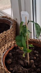 När ohyra angriper. Örebro 23 Okt. 2025