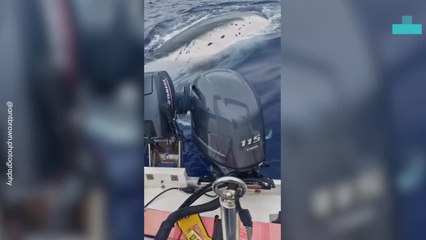 When Whales Watch the Watchers