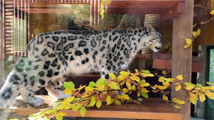 Kara, la panthère des neiges du zoo de Saint-Martin-la-Plaine