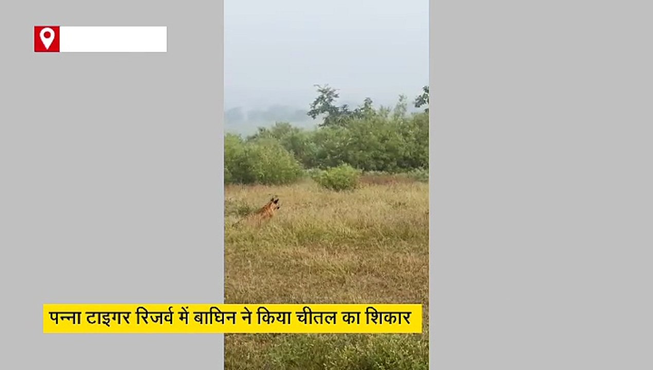 पन्ना में बाघिन ने एक झटके में चीतल को किया चित, शिकार का लुत्फ उठाने आए 2 शावक