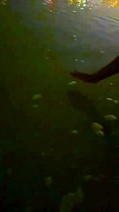 Bioluminescence: Nature's Light Show ✨