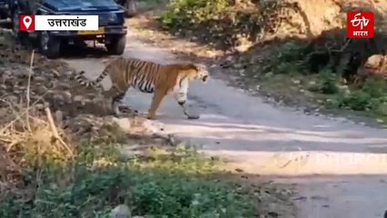 उत्तराखंड में टाइगर रिजर्व में सफारी के लिए हो जाइए तैयार, जल्द वन्यजीव प्रेमियों के लिए खुलने जा रहे दरवाजे