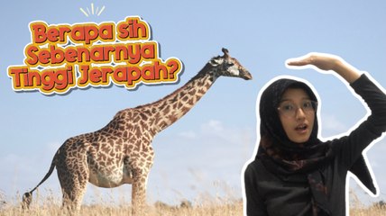 Setinggi Apa sih Jerapah? Yuk, Kenalan Sama Hewan Tertinggi Sedunia!-Serius Ini Hewan?