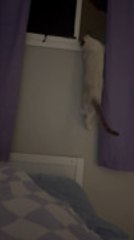 Kitten Clings to Window Edge After Climbing Up