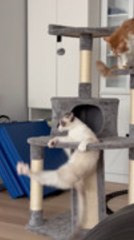 Kitten Falls Through Hole While Playfully Fighting on New Cat Tree