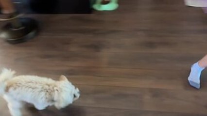 Adorable Pup Runs After Girl for Belly Rubs