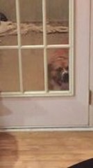 Dog Adorably Licks Window To Be Let Inside