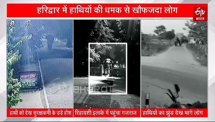 उत्तराखंड के हरिद्वार में कहीं हाथियों का उत्पात तो कहीं गंवा रहे जान, आखिर क्यों आबादी में घुस रहे गजराज