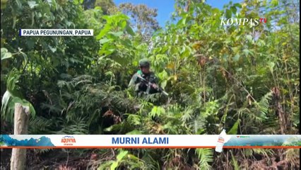 TNI Temukan Ladang Ganja di Papua Pegunungan, 740 Pohon Dicabut dan Diserahkan ke Polisi