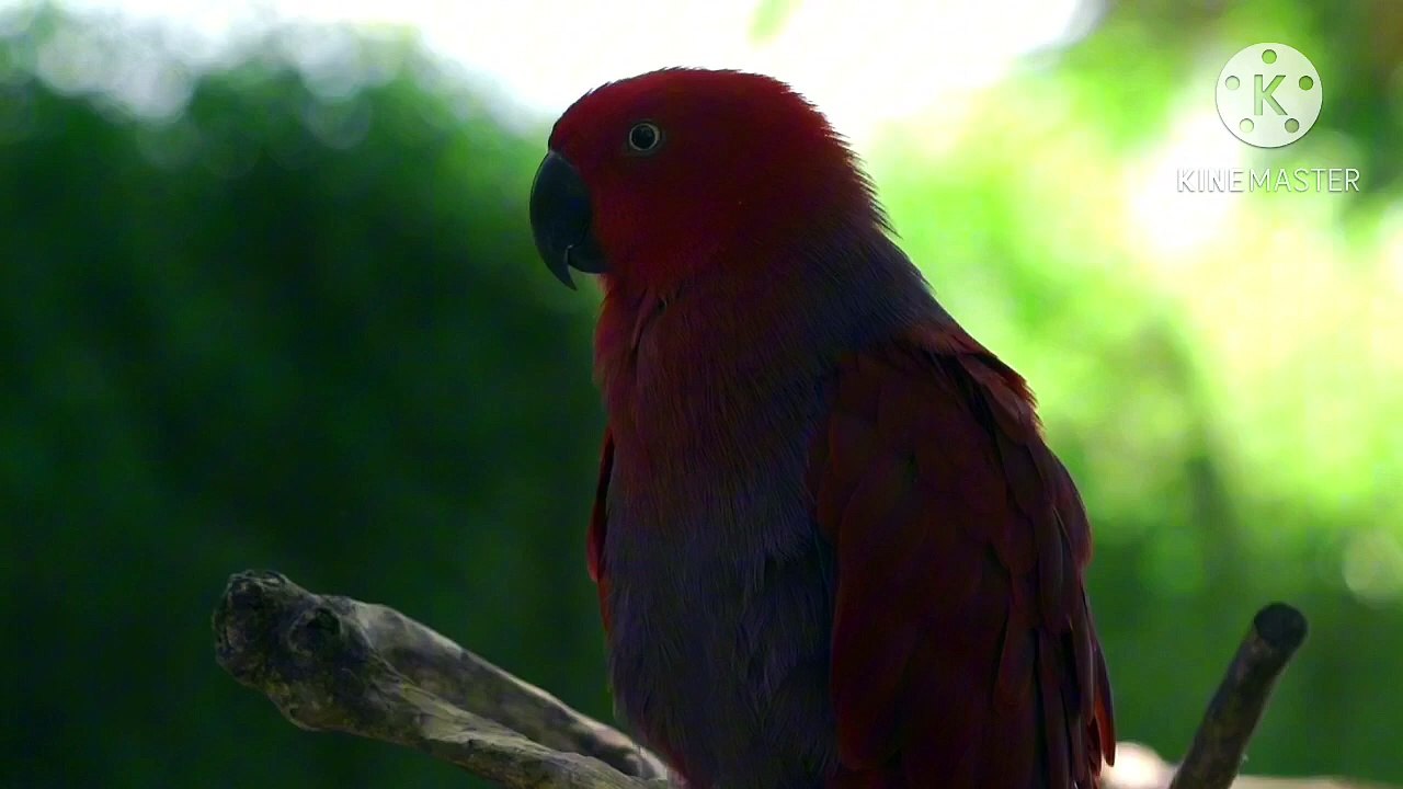 Os animais mais fofos do mundo N•639