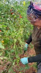 Pruning very tall #tomato plants
