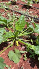 Unfertilized squash fruit turns yellow.
