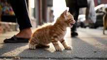 Beautiful cat in the road