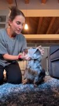 Person Puts Sheet Mask on Dachshund, and She Tries to Eat It