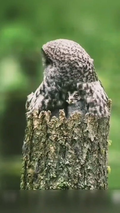 Owl family