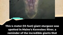 Giant sturgeon 4 meters long