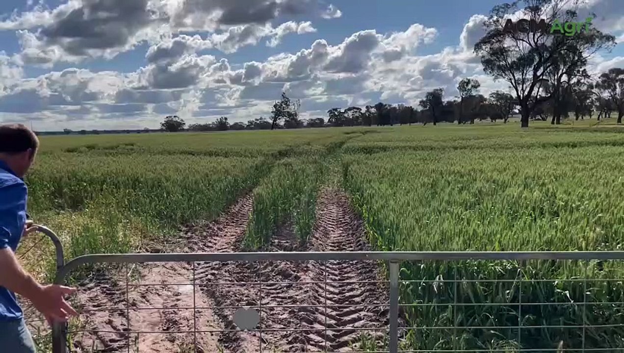 Wimmera farmers rejoice at late season rainfall