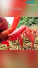 Red crab migration begins at Christmas Island
