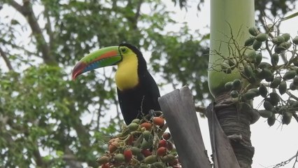 Seis organizaciones ejecutarán proyectos ambientales con apoyo de Conserva Aves Panamá