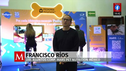 Seis de cada diez tutores prefieren estar con su mascota al estar estresados antes que con su pareja