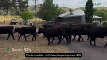 95-year cattle drive to Gundy Bushman's Campdraft still going strong
