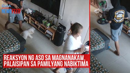 Reaksyon ng aso sa magnanakaw, palaisipan sa pamilyang nabiktima | GMA Integrated Newsfeed