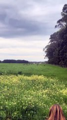Kangaroos hopping away