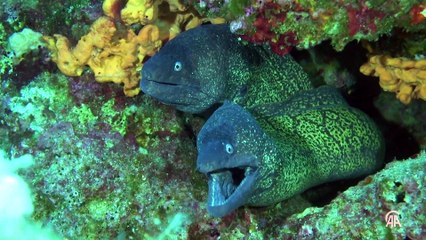 Karaburun'un mavi derinlikleri dalış tutkunlarını ağırlıyor