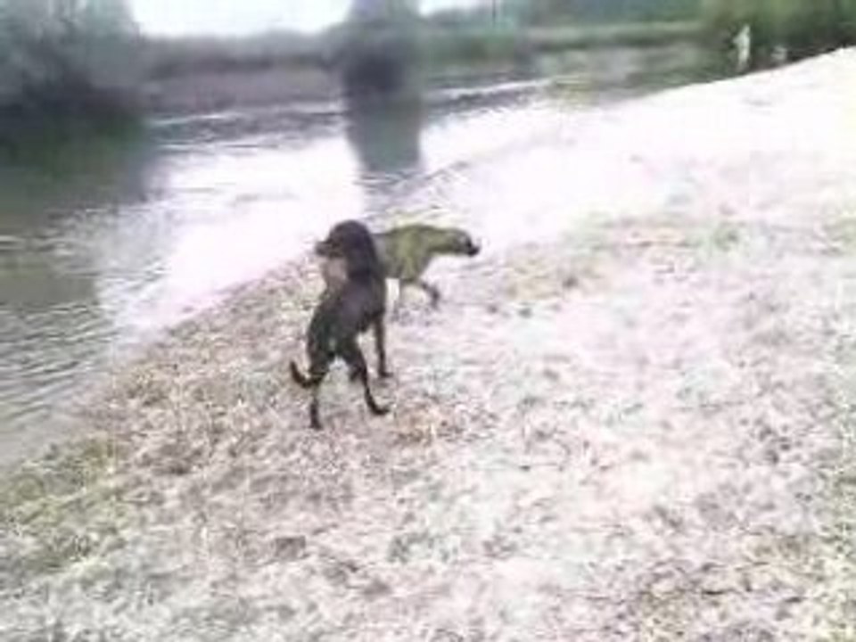 Promenade avec kiki et les toutou