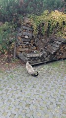 Good Morning! This Cat Starts the Day with a Manicure! 😹💅 #cat #shorts #funnyvideo #funnycats #funnyanimals #animals #cute #viralcats #trendingcats #fyp