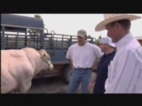 Belgian Blue Bull-Bigger, Stronger, Faster