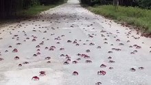 Milhões de caranguejos pintam Austrália de vermelho em migração anual