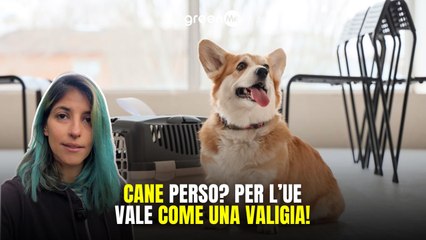 Cane perso? Per l'UE vale come la valigia
