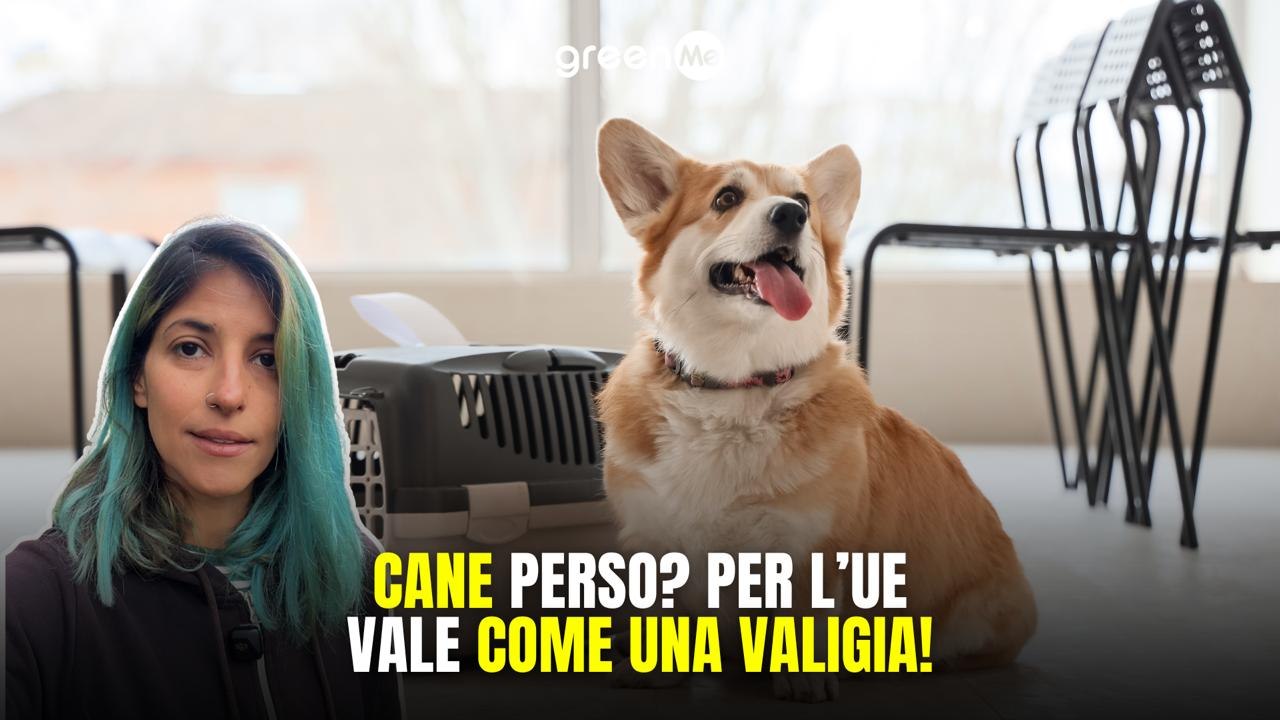 Cane perso? Per l'UE vale come la valigia