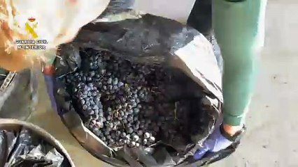 Investigados por robar 500 kilos de uva en Briones