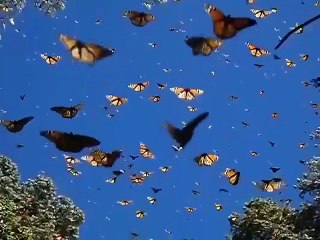 The monarch butterfly migration is a magical sight✨