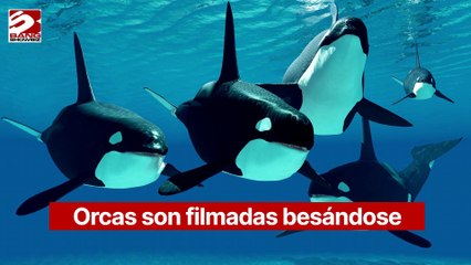 Orcas son filmadas besándose