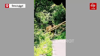 சுற்றுலா பயணிகளை துரத்தும் 'கபாலி' காட்டு யானை!