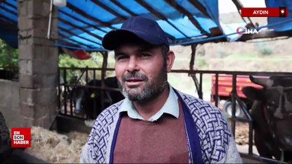 Aydın’da sağanak sele dönüştü, hayvanlar sürüklendi