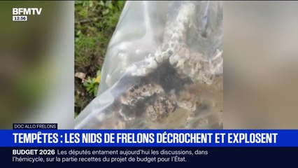 Lors des récentes tempêtes, de nombreux nids de frelons se sont décrochés avant d'exploser au sol, présentant un sérieux danger