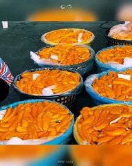 Pengolahan Dan Persiapan Telur Ikan Belanak