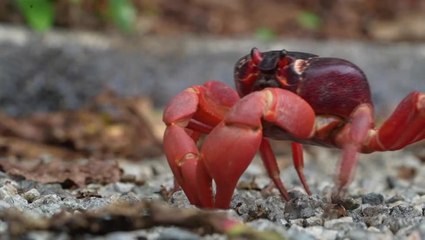 Video: Millions of Christmas Island crabs begin epic migration