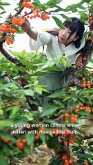 Harvest Amid the Mountain Mist