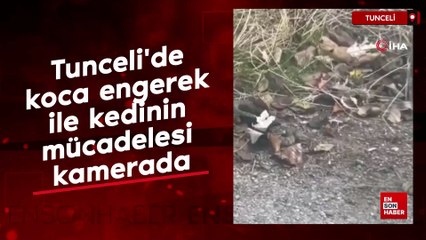 Tunceli'de koca engerek ile kedinin mücadelesi