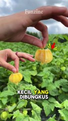 Rahasia Buah Ciplukan yang Jarang Diketahui Orang